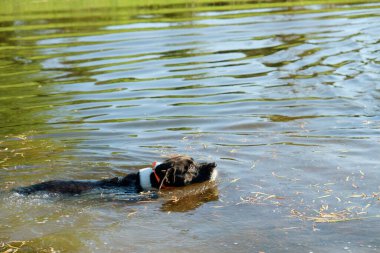 Baharda yüzen mutlu köpek manzaranın içinde