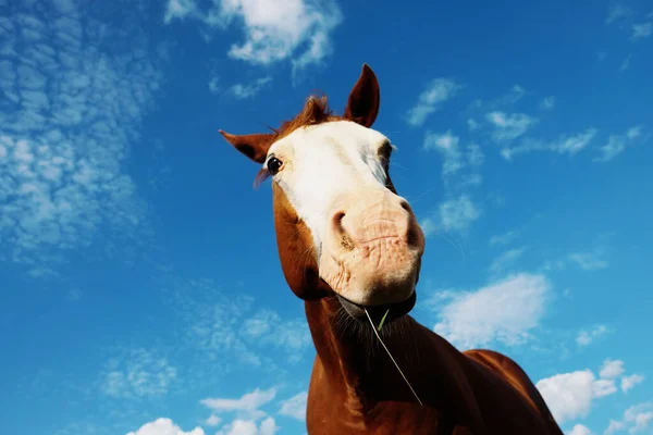 Kale Gezicht Merrie Paard Nieuwsgierig Nieuwsgierig Met Blauwe Lucht Achtergrond — Stockfoto