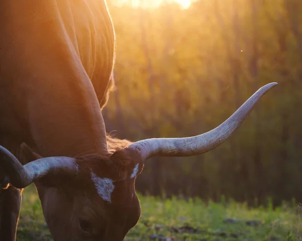 Texas Longhorn Krávy Pasoucí Velkými Rohy Zblízka Létě Pole Farmě — Stock fotografie