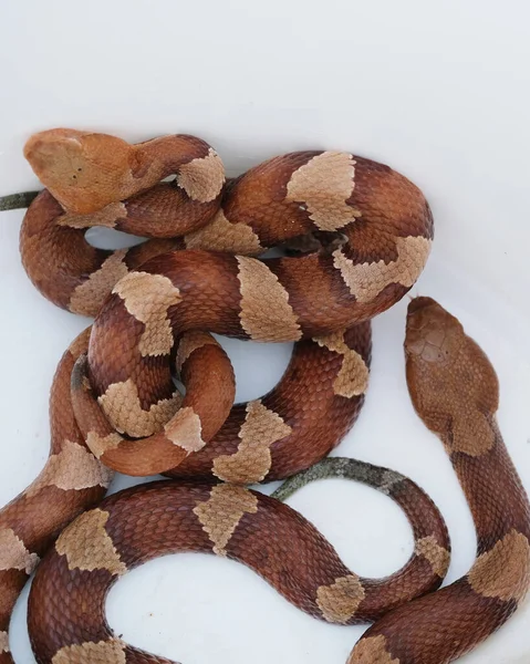 Strzał Bliska Jadowitych Węży Copperhead — Zdjęcie stockowe