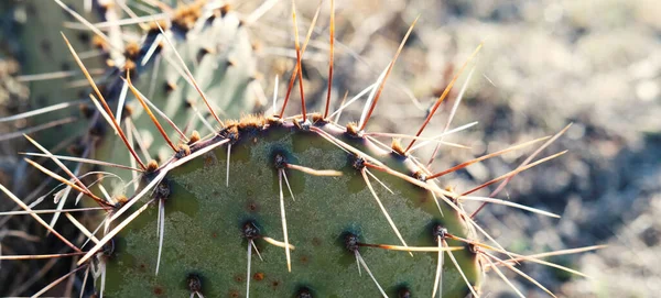 Kaktusz Növény Természetben Közelről — Stock Fotó