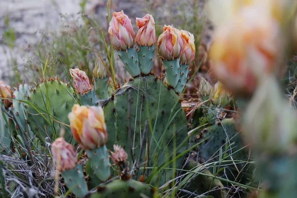 Close Beautiful Flower Blooms Prickly Pear Cactus Texas Landscape Spring — Stock Photo, Image