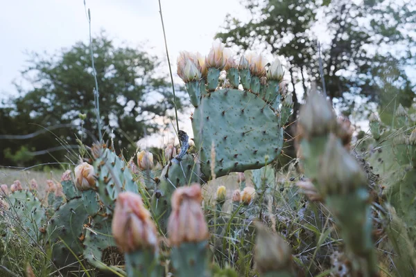 Gyönyörű Tüskés Körte Kaktusz Virágzik Texasban Tavaszi Táj — Stock Fotó