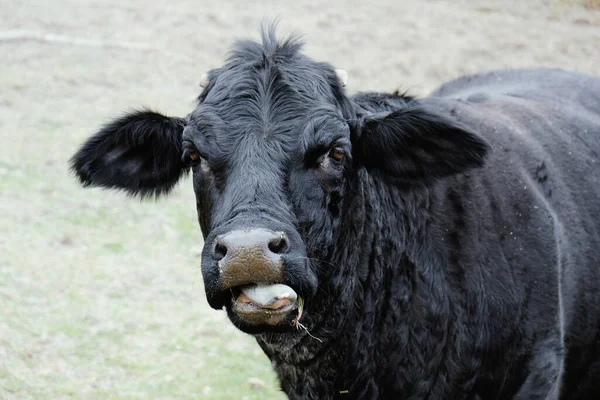 Gros Plan Sur Ranch Bœuf Bovin Noir — Photo