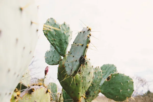 Texas Kłujący Gruszka Kaktusy Skalistym Krajobrazie Latem — Zdjęcie stockowe
