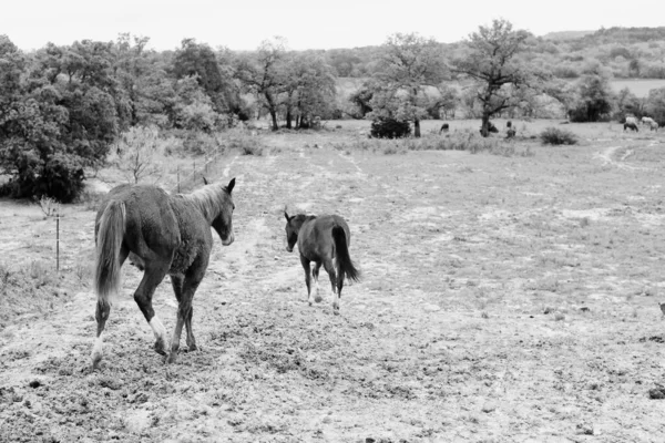 Jeunes Chevaux Sur Colline Ferme Texas Dans Boue Pluie — Photo