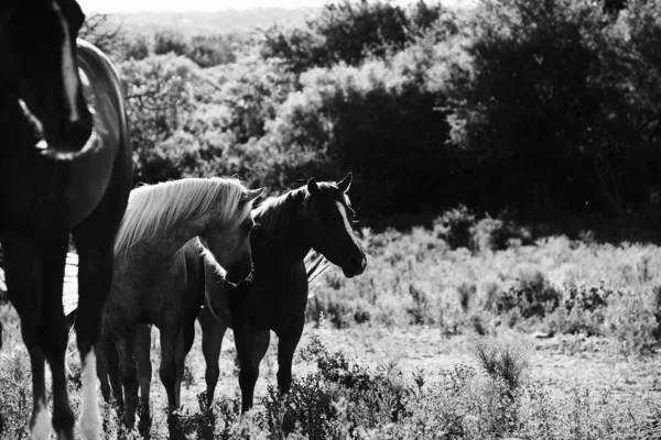 Jovens Cavalos Texas Rancho Espaço Cópia Fundo Campo — Fotografia de Stock