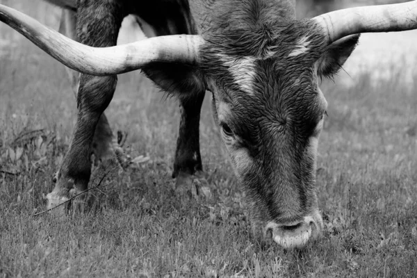 Large Horns Texas Longhorn Cow Closeup While Grazing Rain Weather — Fotografia de Stock