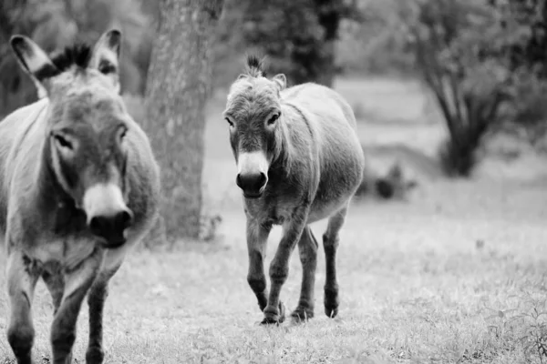 Mini Donkeys Playing Black White Farm Field — Zdjęcie stockowe