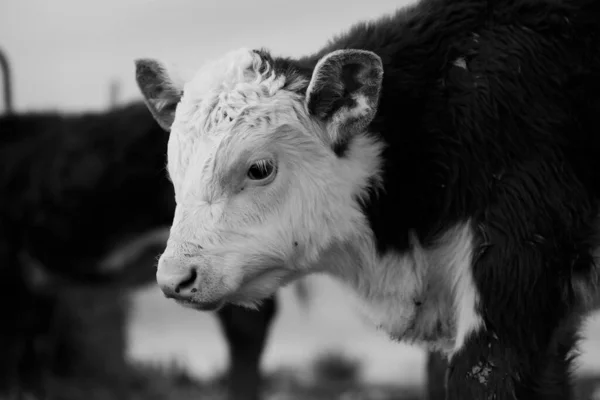 Beef Calf Shows Hereford Close Portrait Ear Tag — Stock Photo, Image
