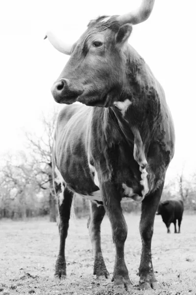Retrato Vaca Cuerno Largo Texas Cerca Granja Rural —  Fotos de Stock