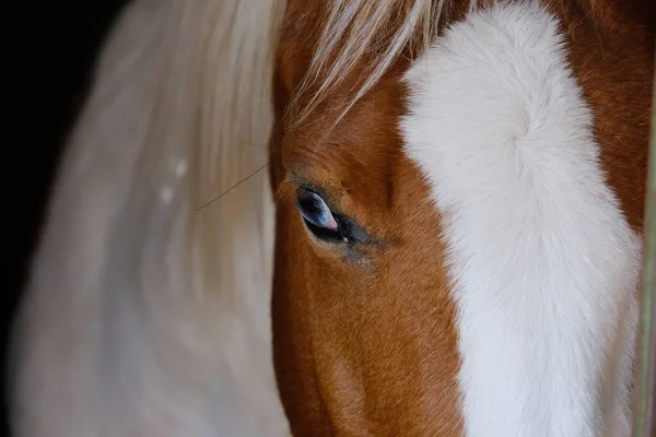 Zuring Merrie Paard Texas Boerderij Veld Close Tijdens Zomer — Stockfoto