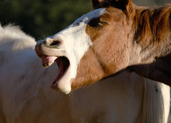 Zabawny Młody Źrebak Koń Ziewanie Bliska Dla Końskiego Zachowania Koncepcja — Zdjęcie stockowe
