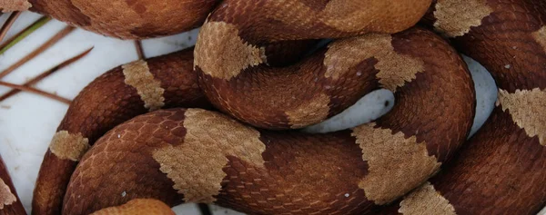 Primer Plano Del Patrón Venenoso Serpiente Copperhead —  Fotos de Stock