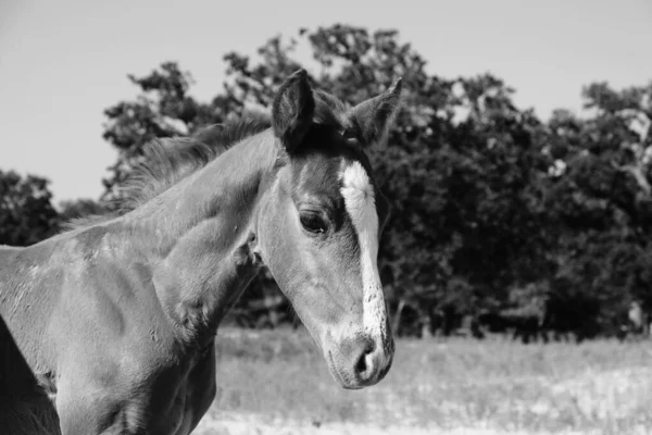 Retrato Preto Branco Belo Cavalo Potro Durante Verão Campo Texas — Fotografia de Stock