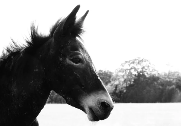 Retrato Blanco Negro Mini Mula Cerca Campo Granja — Foto de Stock