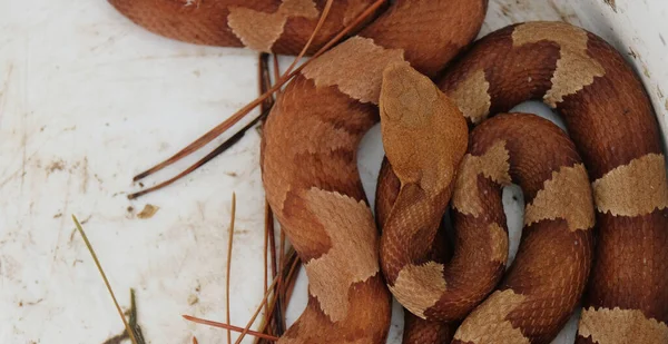 Primer Plano Una Serpiente Cabeza Cobre —  Fotos de Stock