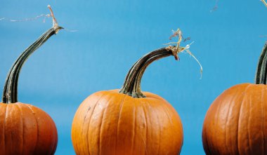 Mavi arka planda Cadılar Bayramı balkabakları
