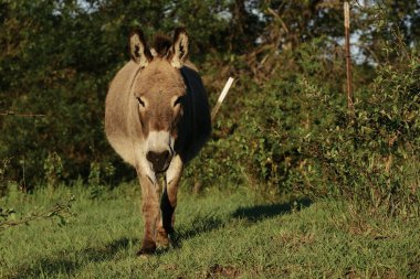 Teksas çayırlarında yürüyen küçük bir eşek.