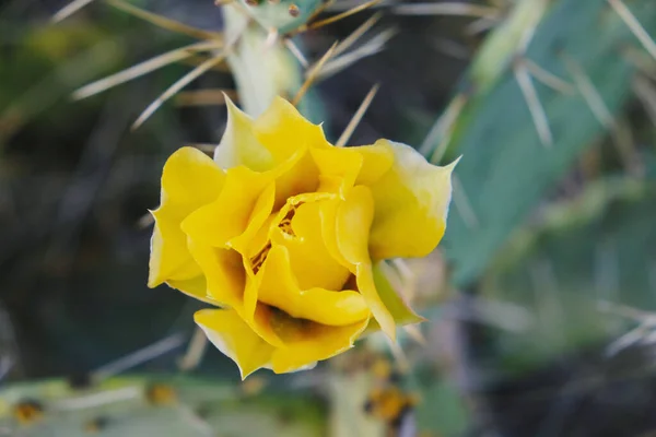 Cactus Bloom Closeup Yellow Color — ストック写真