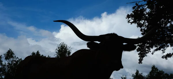 Silhouette Texas Longhorn Cow — Stock Photo, Image