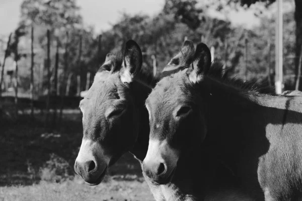 black and white shot of mini donkeys friends closeup