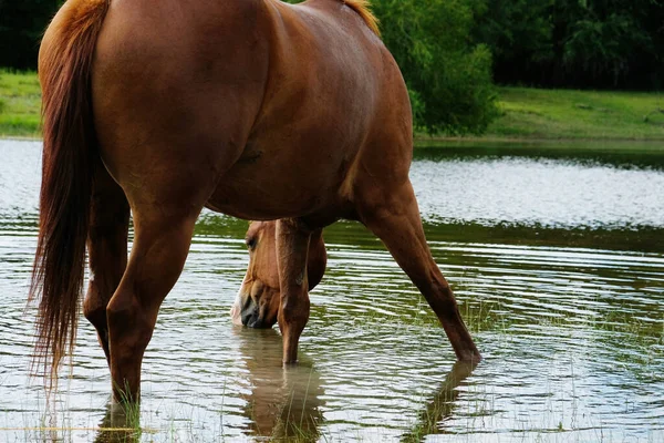 Koń Wodzie Stawu Ranczu Texas — Zdjęcie stockowe