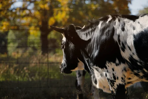 Preto Branco Jovem Corriente Vaca Com Chifres Campo Texas — Fotografia de Stock