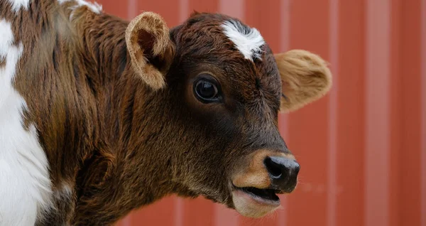Cute Calf Face Close Red Barn Background Farm — Stock Photo, Image