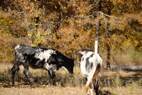 Playful Spotted Young Longhorn Cows Farm Fall Season Texas — Photo