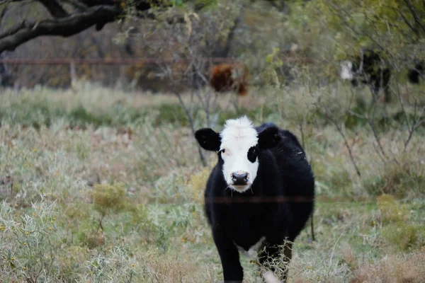 Noir Blanc Jeune Corriente Vache Avec Cornes Dans Champ Texas — Photo