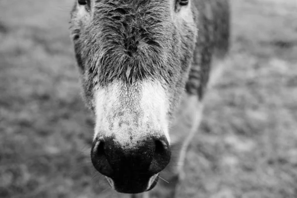 Mini Osel Tvář Detailní Vlhké Počasí Farmě — Stock fotografie