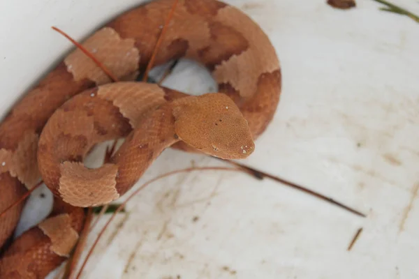 Perto Uma Serpente Venenosa Copperhead — Fotografia de Stock