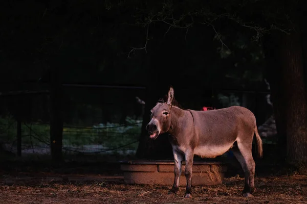 Miniature Donkey Makes Bray Sound Closeup Shadows Texas Farm Morning — Foto de Stock