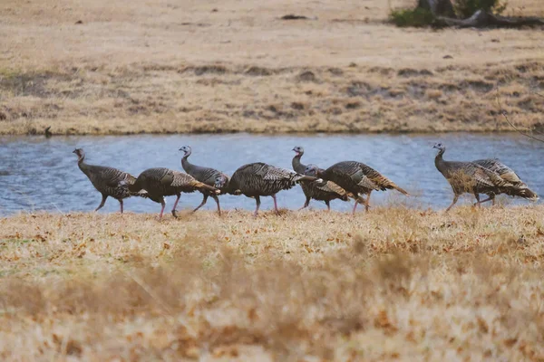Flock Birds Wild Wild Turkeys — Fotografia de Stock