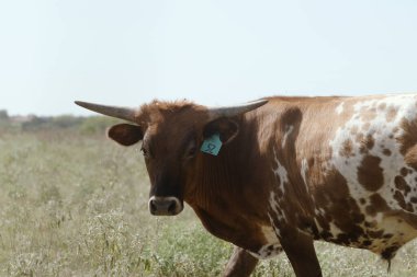 Genç benekli Teksas uzun boynuzlu ineği güney çiftlik konsepti için kırsal alanda..