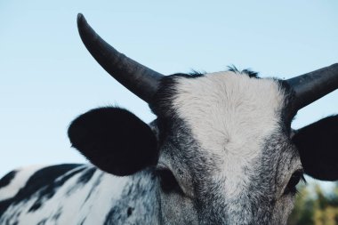 cow face with horns closeup in rural pasture 