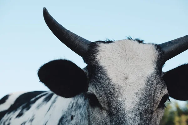 Cow Face Horns Closeup Rural Pasture — Photo