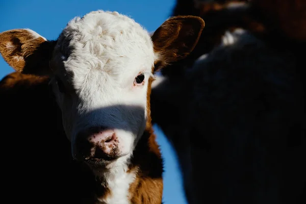 Hereford Calf Cows Farm — Stockfoto