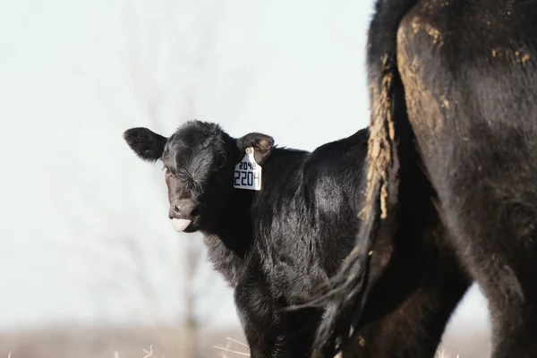 Black angus calf with cow on beef ranch