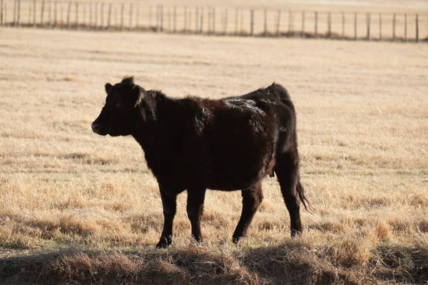 Black Angus Cow Texas Ranch Field New Animal Concept — 图库照片