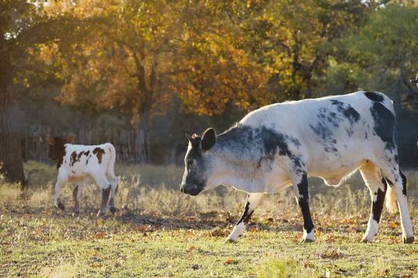 Herd Cows Texas Pasture Fall Season —  Fotos de Stock