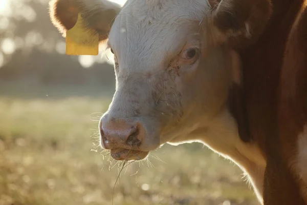 Hereford cow in field, farm animal concept.