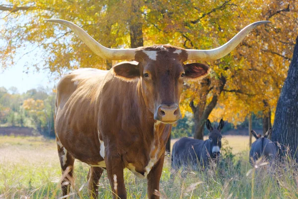 Closeup Texas Longhorn Cow Standing Field Fall Season Farm — Foto de Stock