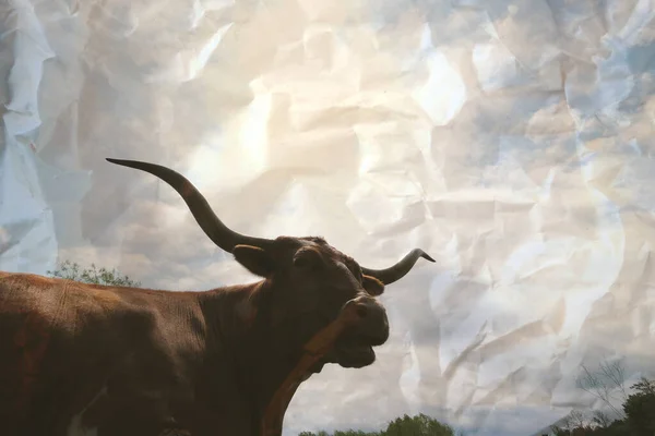 closeup of a Texas longhorn cow on farm with wrinkle texture background