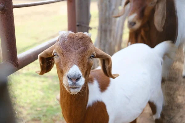 Young Boer Goat Face Close Farm — Stock Photo, Image