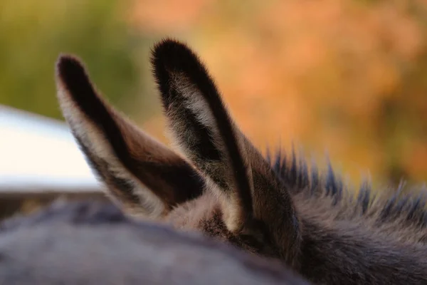 Close up shot of wild donkey ears