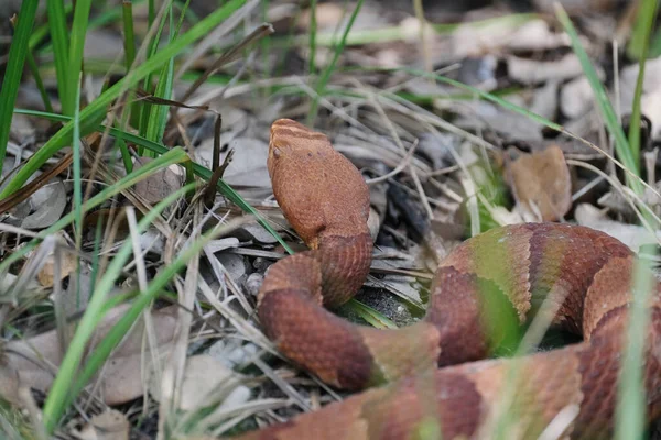 Close Copperhead Snake Nature — 图库照片