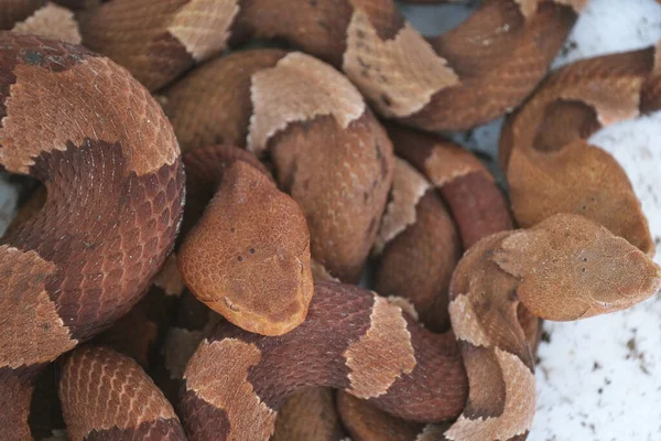 Close Venomous Copperhead Snakes — Fotografia de Stock