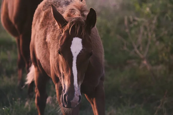 Beautiful Shot Brown Foal Horse Closeup Summer Field — ストック写真
